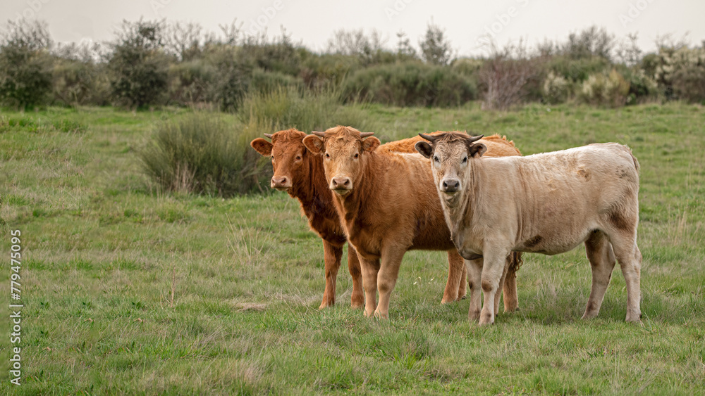Fototapeta premium young cows on green meadow looking at camera