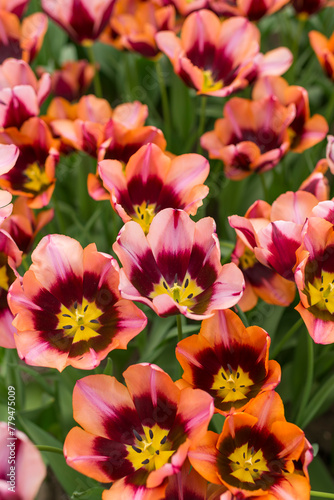 Closeup shot of many blooming beautiful vibrant tulip flowers