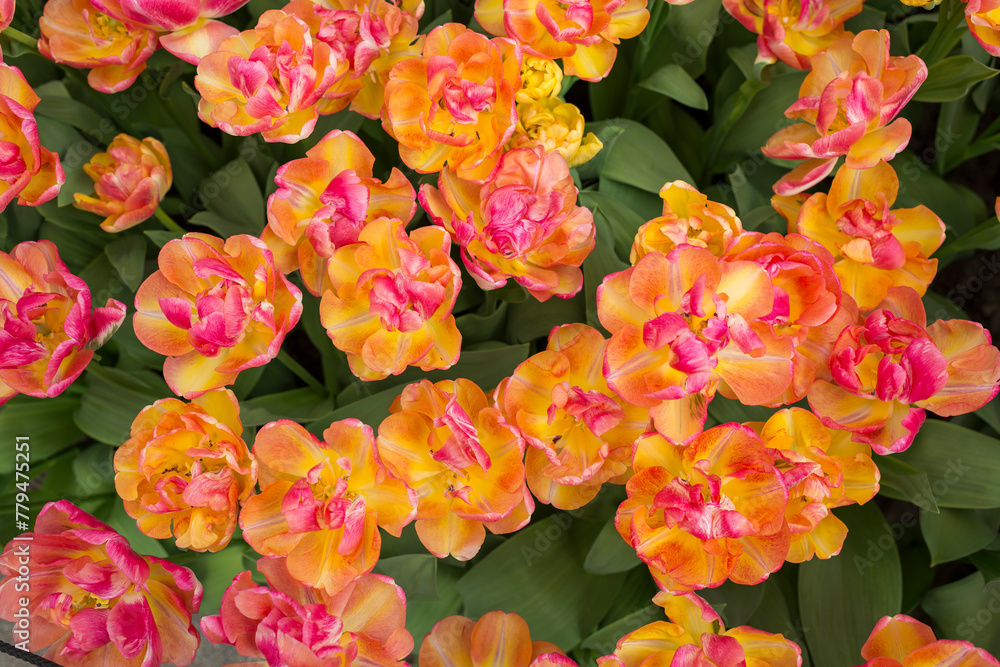 Closeup shot of many blooming beautiful vibrant orange pink flowers