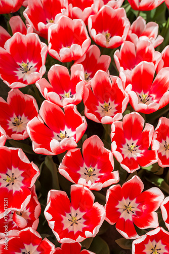 Closeup shot of many blooming beautiful vibrant red white tulip flowers
