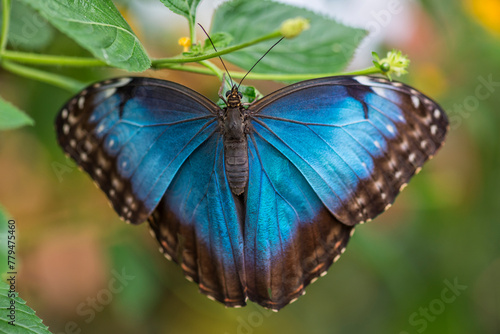 Closeup shot of a blue morpho butterfly on a plant stem