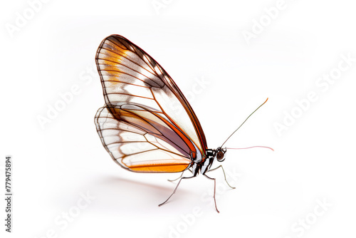 Beautiful Glasswing Yellow butterfly isolated on a white background. Side view photo