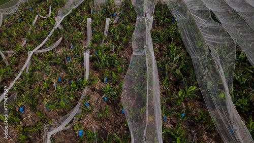 Blue wraps of bulbs in plants below white transluscent covering in nursery field photo