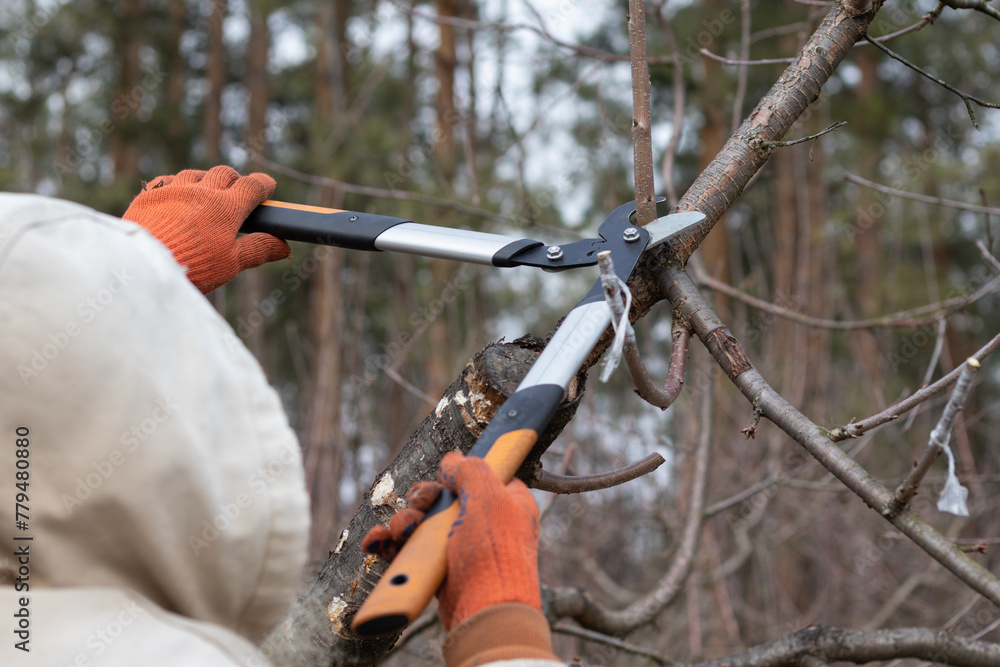 Man pruning trees in the garden. Spring. Close up view. Man pruning trees in the garden. Spring. Close up view.