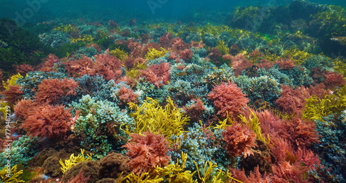 Colorful seaweed in the Atlantic ocean, natural underwater scene (Asparagopsis armata, Bifurcaria bifurcata and Cystoseira baccata algae), Spain, Galicia, Rias Baixas