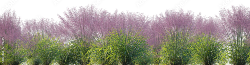 Pink Muhly Grass (Muhlenbergia capillaris, Gulf Muhly, Hairgrass, Mule Grass, Pink Hair Grass, Purple Muhly) grass field set isolated frontal png on a transparent background premium cutout Pink Muhly Grass (Muhlenbergia capillaris, Gulf Muhly, Hairgrass, Mule Grass, Pink Hair Grass, Purple Muhly) grass field set isolated frontal png on a transparent background premium cutout