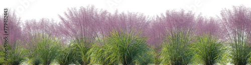 Pink Muhly Grass (Muhlenbergia capillaris, Gulf Muhly, Hairgrass, Mule Grass, Pink Hair Grass, Purple Muhly) grass field set isolated frontal png on a transparent background perfectly cutout
