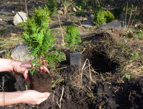 Gardener holding small thuja and planting from pot in open ground.