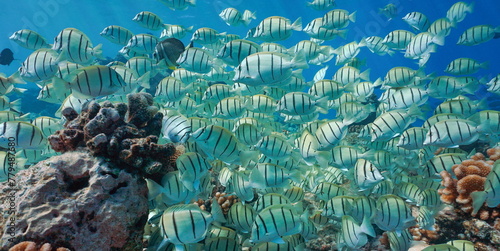 Shoal of fish convict surgeonfish on a reef underwater in the Pacific ocean, natural scene, French Polynesia