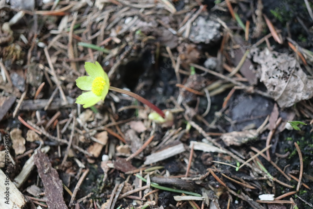 Cieszynianka wiosenna Hacquetia epipactis Cieszynianka wiosenna Hacquetia epipactis