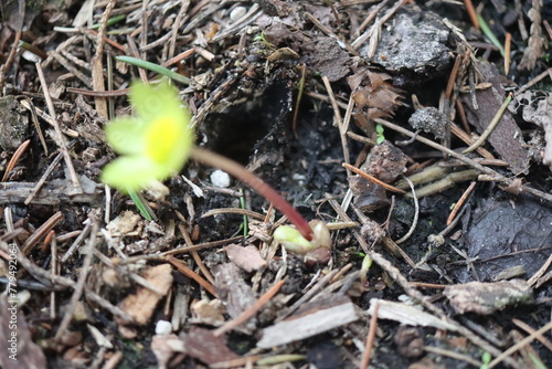 Cieszynianka wiosenna Hacquetia epipactis photo