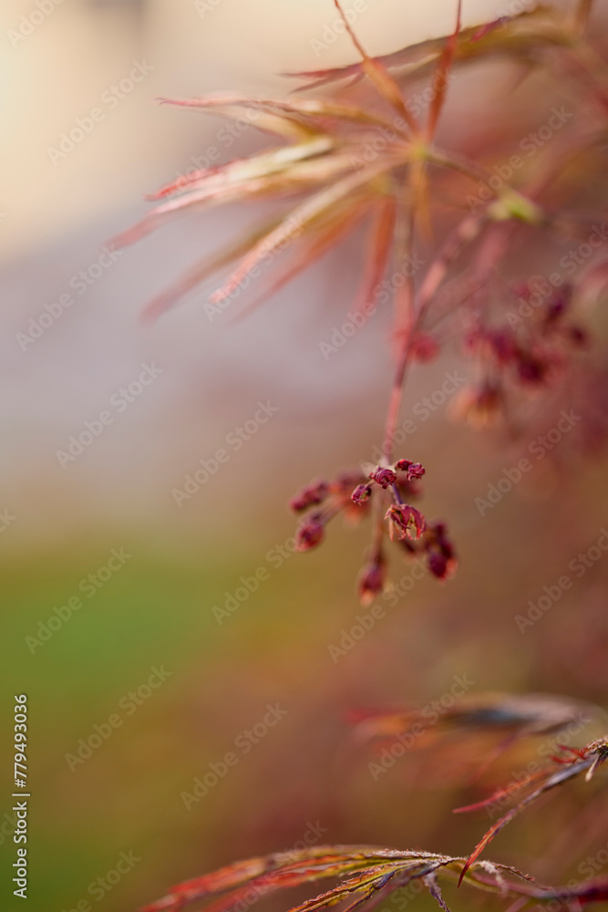image with the flowers of a Japanese maple in a blurred background. image with the flowers of a Japanese maple in a blurred background.