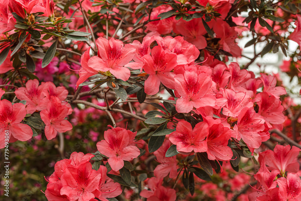 Beautiful blooming pink Azalea bushes