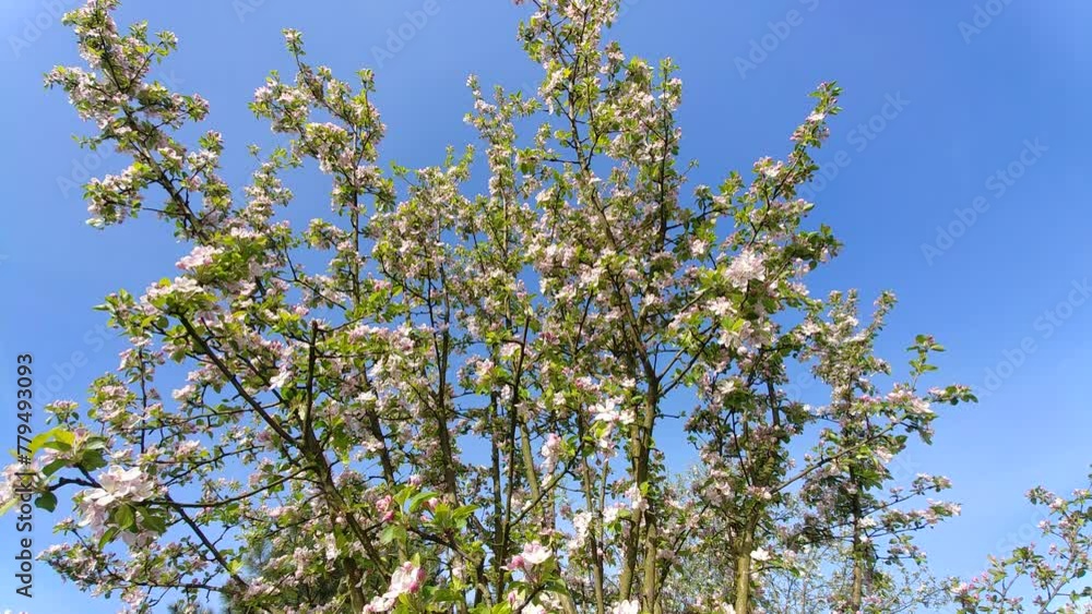 Moving by wind branches of apple fruit tree in full bloom with white and pink flowers on sunny and windy spring day - wide angle shot. Topics: blooming, beauty of nature, orchard, natural environment Moving by wind branches of apple fruit tree in full bloom with white and pink flowers on sunny and windy spring day - wide angle shot. Topics: blooming, beauty of nature, orchard, natural environment