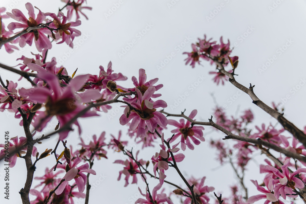 Blooming magnolia in spring. Twigs with flowers. Beautiful light pink magnolia flowers in soft light. Selective focus. Dnepr city, Ukraine. Personifications of spring beauty. Blooming magnolia in spring. Twigs with flowers. Beautiful light pink magnolia flowers in soft light. Selective focus. Dnepr city, Ukraine. Personifications of spring beauty.