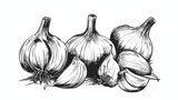Realistic garlic illustration in black isolated on white