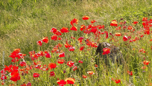 Nature background - meadow full of poppy flowers.