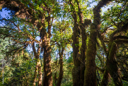 Moss Covered Trees in Hoh Rainforest in Olympic National Park, Washington State