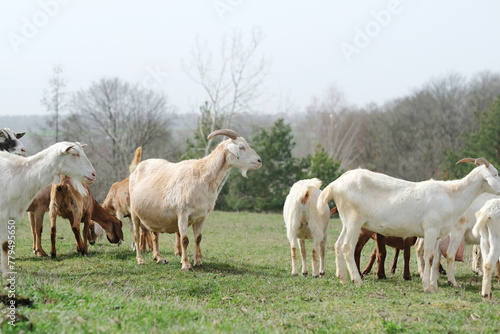 Goats grazing, frolicking pastures, low viewing angle. Agriculture business and cattle farming. High quality photo