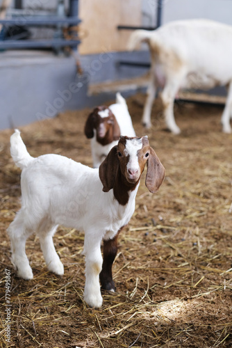 Fotografía Two baby goats in the barn, at looking at the camera
