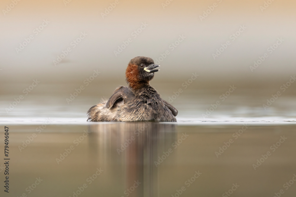 little grebe water bird perkozek - obrazy, fototapety, plakaty 