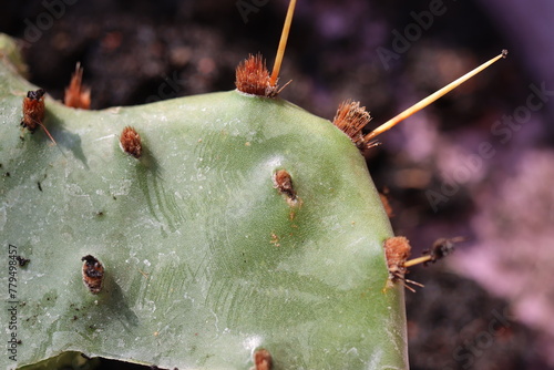 kaktus opuncja macrorhiza opuntia © Perovskia