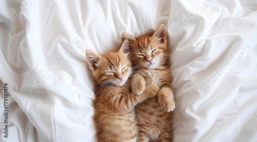 Two cute cats sleeping together on a soft blanket at home, a romantic concept of love and friendship between pet animals. A love-themed wallpaper for a pet shop advertisement
