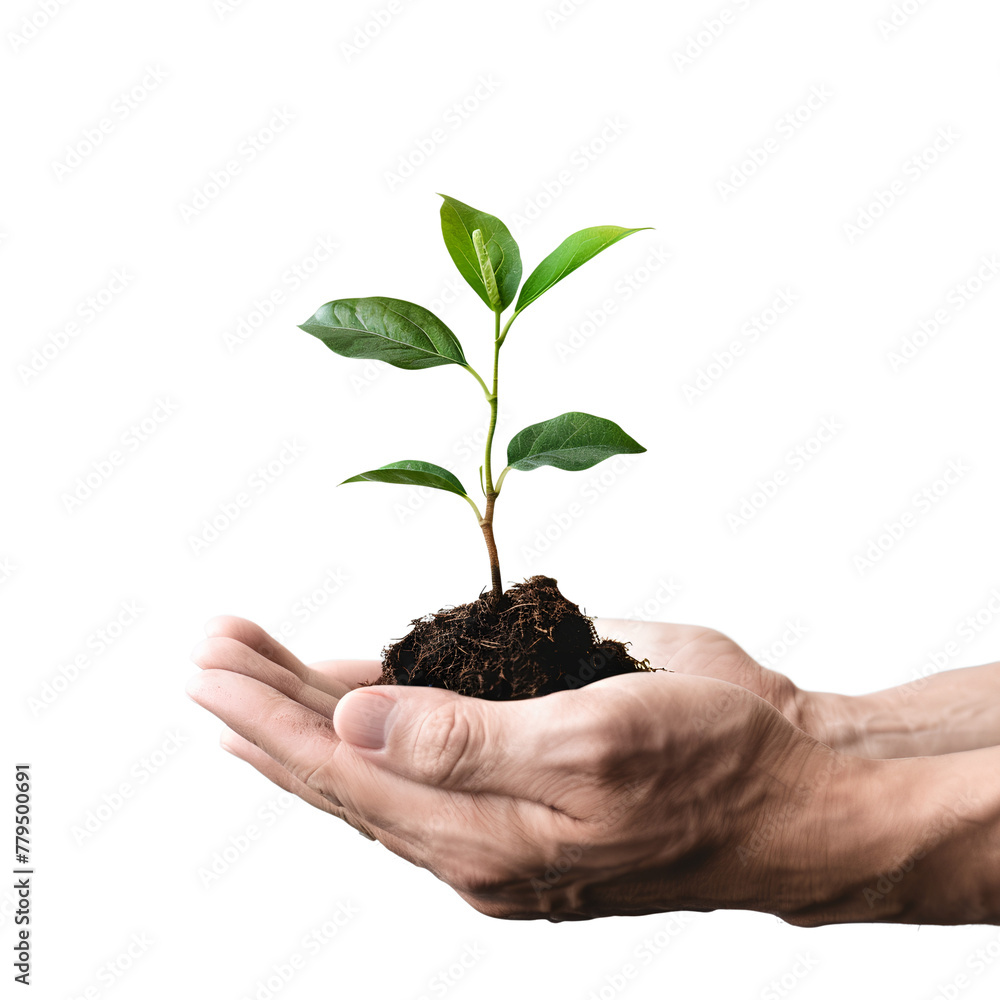 Hands nurturing a young plant with care, set against a natural background, emphasizing the concept of growth and sustainability, isolated on transparent background Hands nurturing a young plant with care, set against a natural background, emphasizing the concept of growth and sustainability, isolated on transparent background