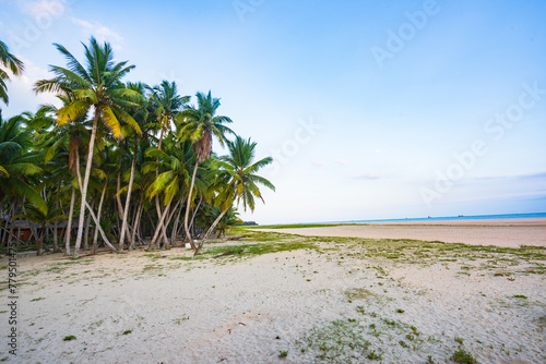 Scenery of coconut grove in the eastern suburbs of Wenchang, Hainan, China Sea, at sunset in the evening