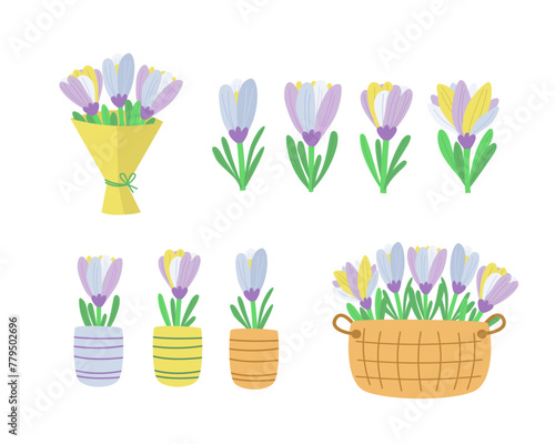 Spring flower crocuses set. Crocus flowers, crocus bouquet, vector isolated on white background.