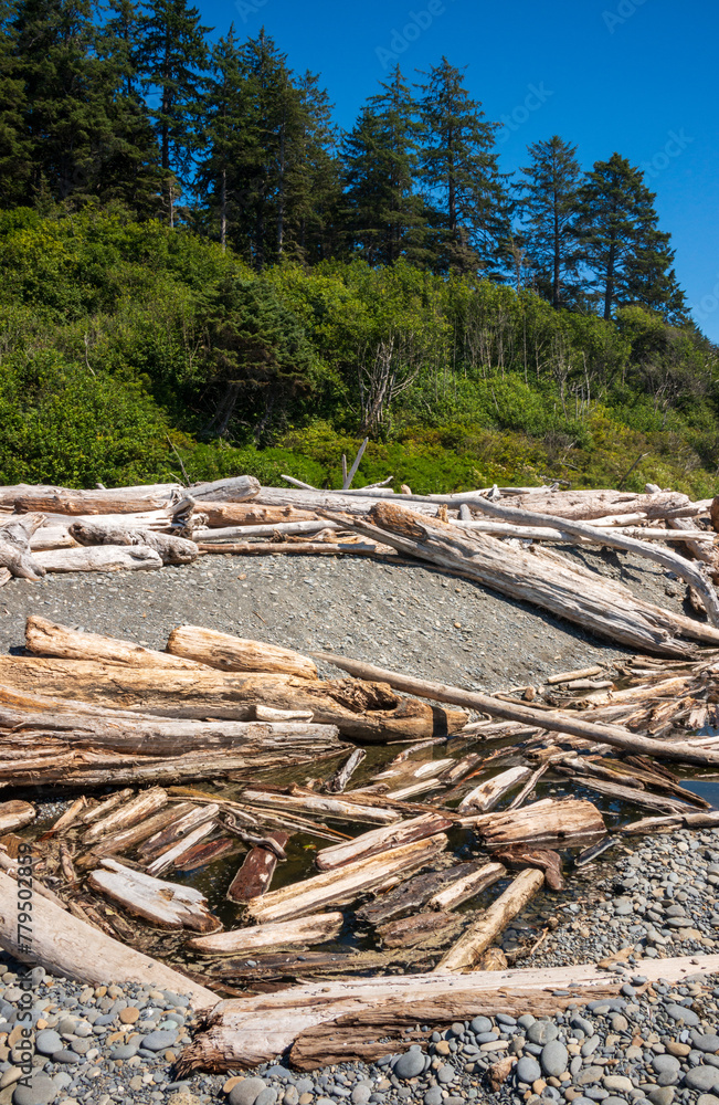 Driftwood at Ruby Beach in Olympic National Park in Washington State Driftwood at Ruby Beach in Olympic National Park in Washington State