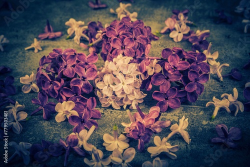 purple lilac flowers close-up, selective focus, vintage effect © Radoslaw Maciejewski