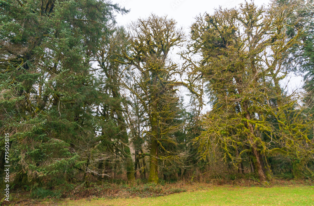 Obraz premium Trail through the Quinault Rainforest in Olympic National Park, Washington State