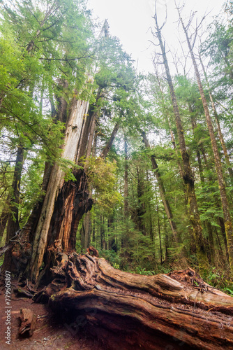 Trail through the Quinault Rainforest in Olympic National Park, Washington State photo