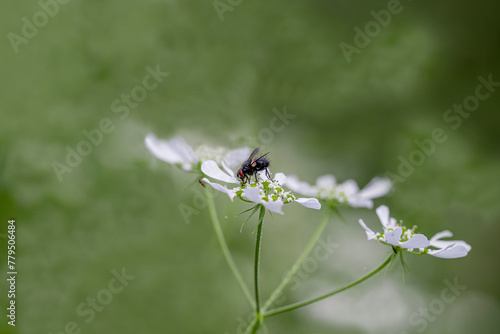 Blowfly (Polietes Lardarius) on a flower, Purton, Gloucestershire,