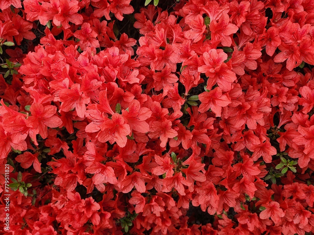 red background red background