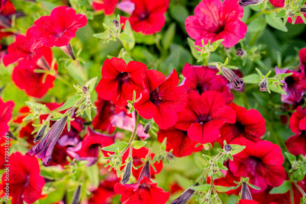 red petunia loach with petals and leaves fills the frame with many buds and flowers