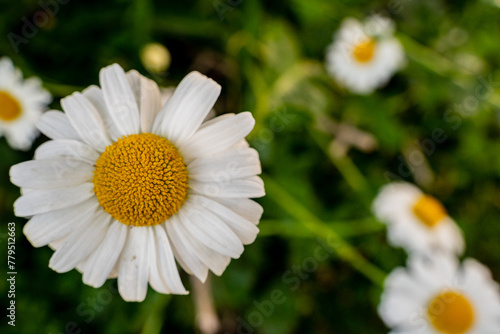 chamomile wildflowers with white petals and a yellow center and green leaves grow against a background of green grass