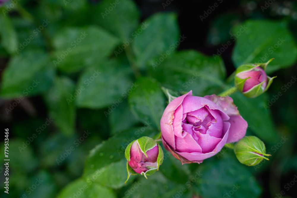 pink delicate beautiful ripe mature rose grows with green petals and light blur fills the frame pink delicate beautiful ripe mature rose grows with green petals and light blur fills the frame