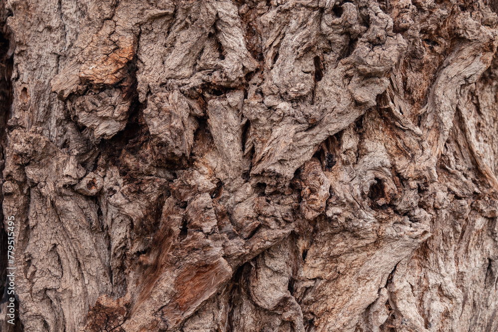 AnciAncient conifer tree bark with large eye shaped knots. High quality photoent conifer tree bark with large eye shaped knots AnciAncient conifer tree bark with large eye shaped knots. High quality photoent conifer tree bark with large eye shaped knots