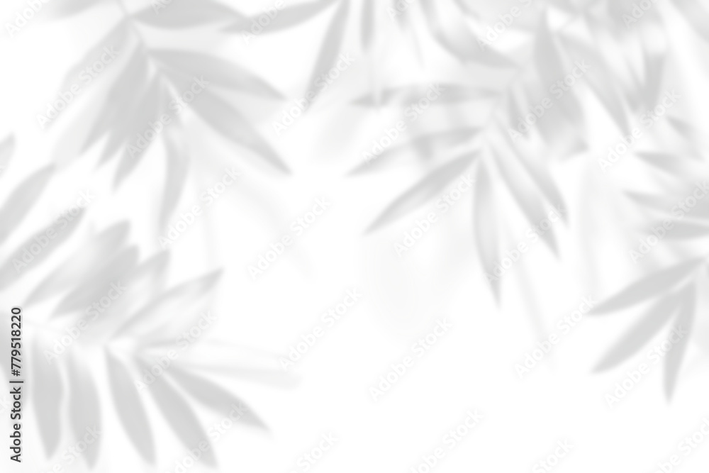palm leaves shadow frame background overlay effect, transparent shadow of tropical leaves frame palm leaves shadow frame background overlay effect, transparent shadow of tropical leaves frame