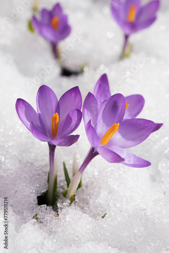 Spring crocus in the snow, illuminated by the sun