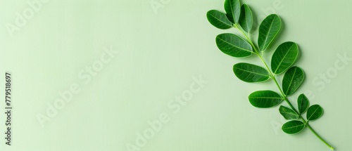 Fresh moringa leaves arranged on a soft green background, ideal for health and wellness themed designs with large copy space photo