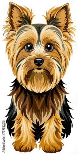 yorkshire terrier puppy