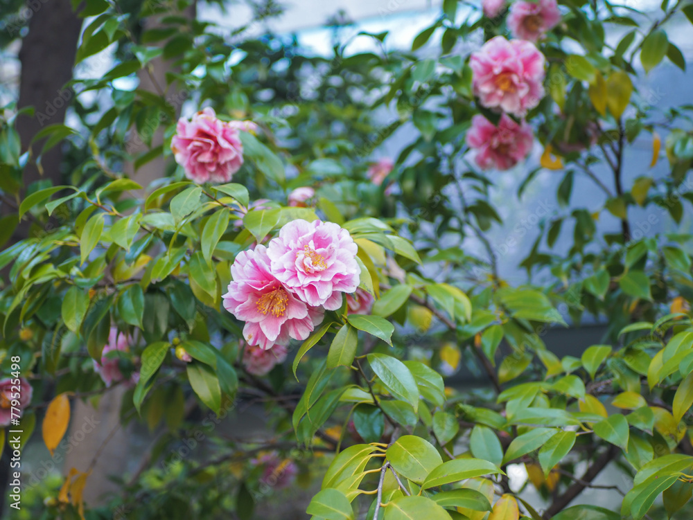 ピンクのツバキ