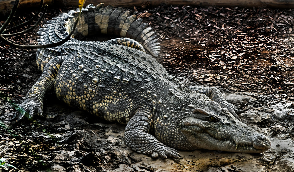 Siam crocodile on the ground. Latin name - Crocodylus siamensis Siam crocodile on the ground. Latin name - Crocodylus siamensis