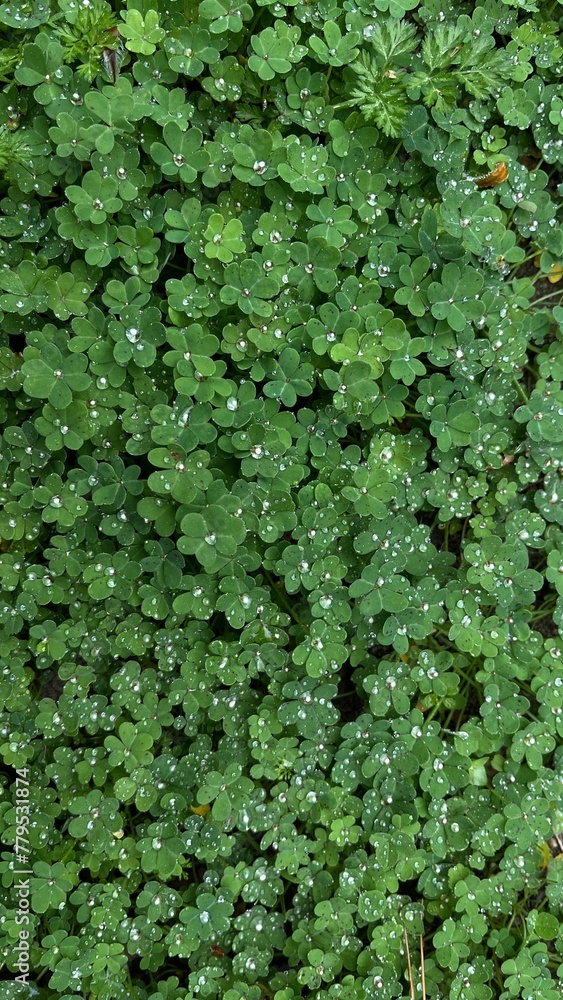 background, green plants, dew on leaves background, green plants, dew on leaves
