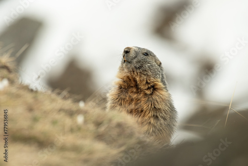 Obraz na płótnie Alpine marmot or groundhog (Marmota marmota) emerging from its den on springtime after hibernation on snowy meadows background, Alps, Italy. Monviso natural Park. w salonie