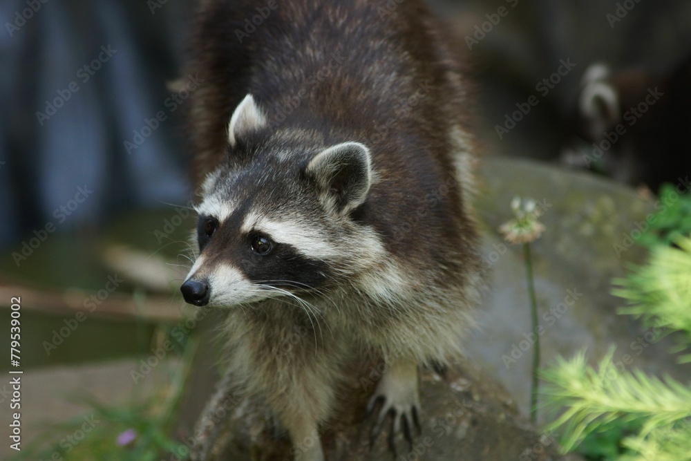 Cute racoon standing on the rock inside the zoo Cute racoon standing on the rock inside the zoo