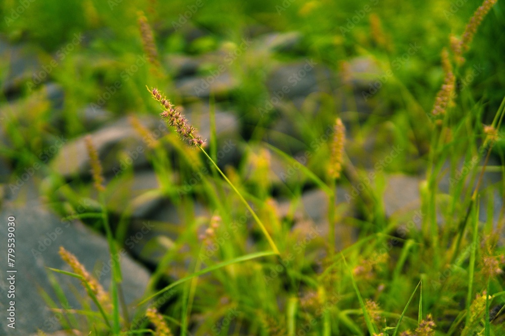 Selective focus of a setaria pumila grass
